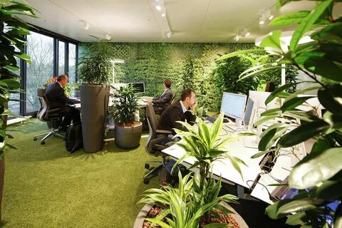 Office plants