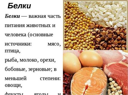 Нужен ли человеку животный белок