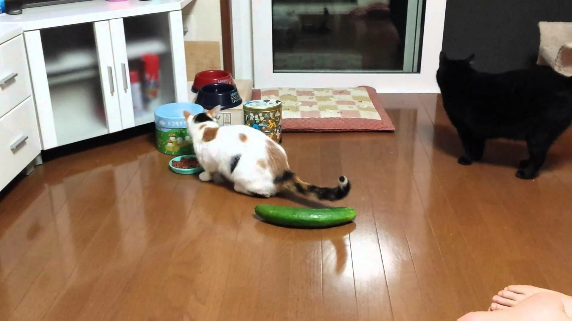 Кошка и огурец видео