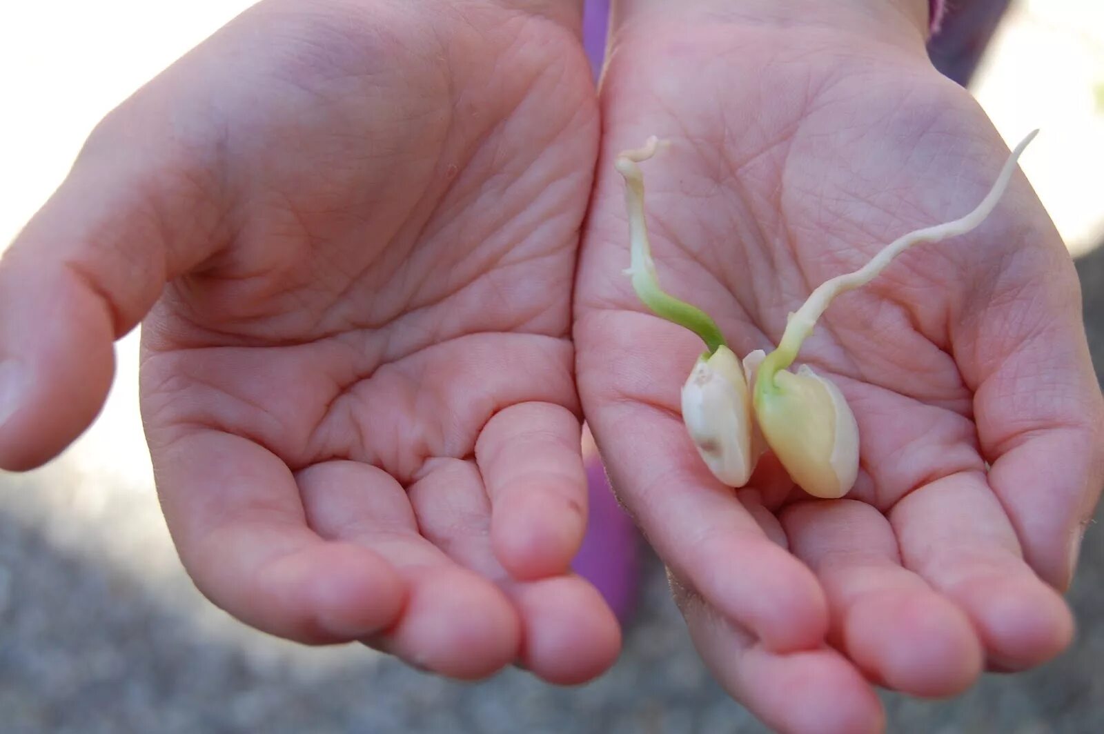 Проросток семени фасоли. Фасоль Лимская семена. Пророщенная фасоль. Проросшая фасоль. Прорастание семени тыквы