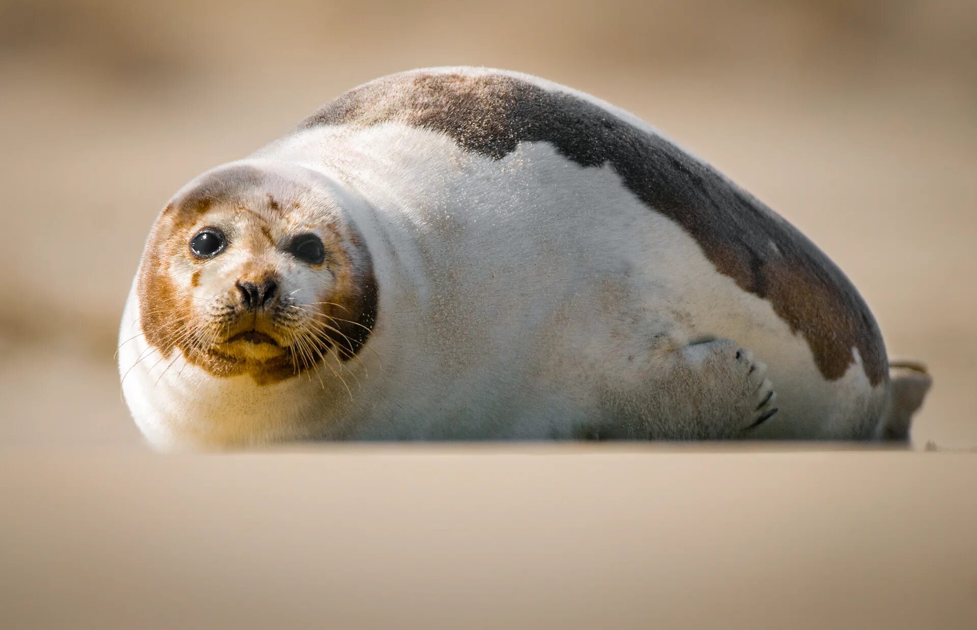 Интересные факты о тюленях. Гренландский тюлень. Белый Гренландский тюлень. Отряд ластоногие. Морские ластоногие.