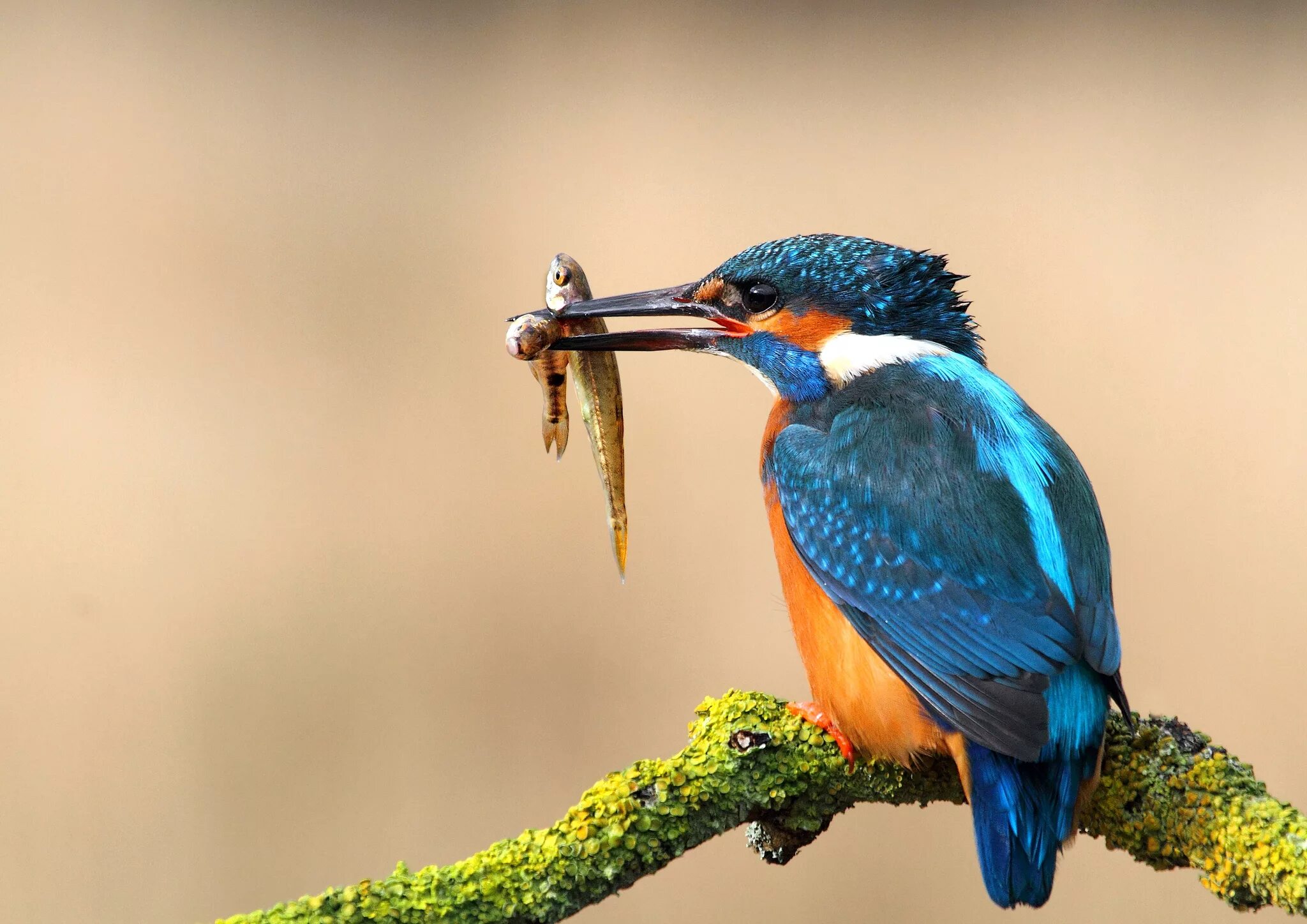 зиморока. зиморока. зиморока. зиморока. зиморока.