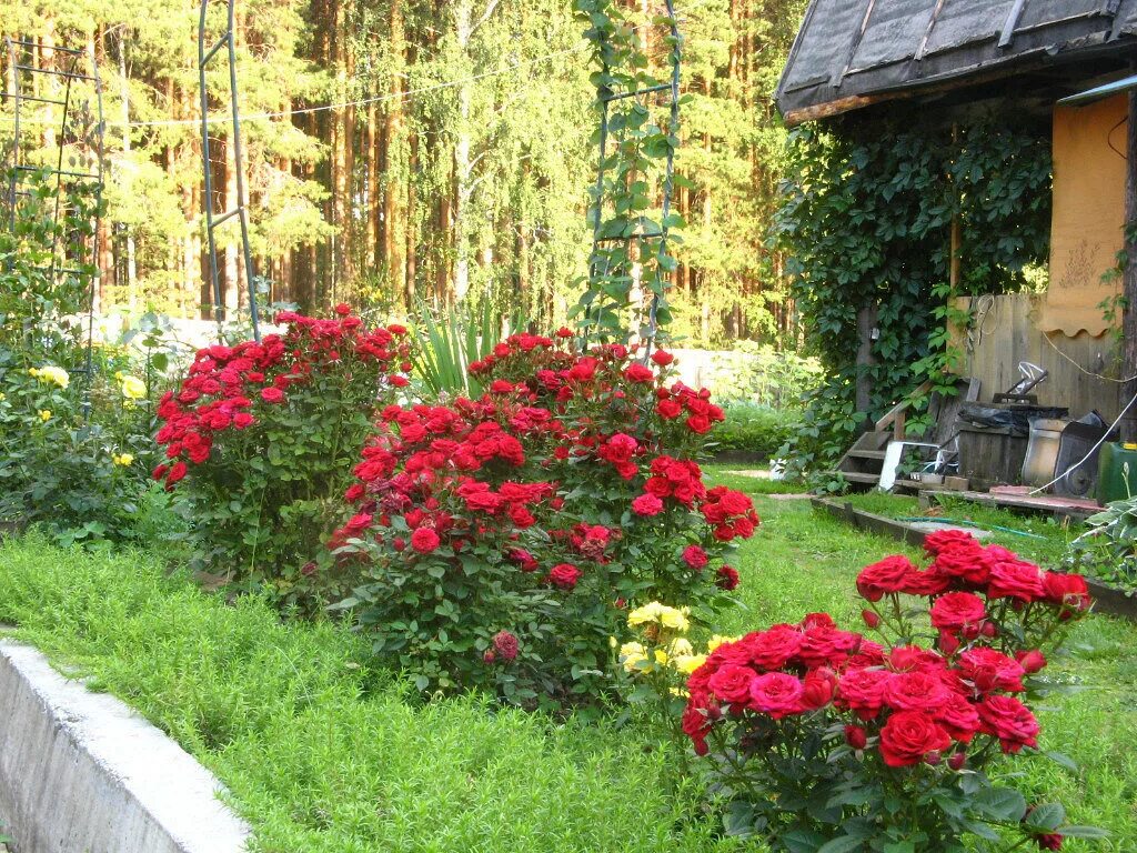 Розарий оксаны хлебородовой. Клумба с почвопокровными розами. Розы на даче. Розы на даче. Роза флорибунда в ландшафте.