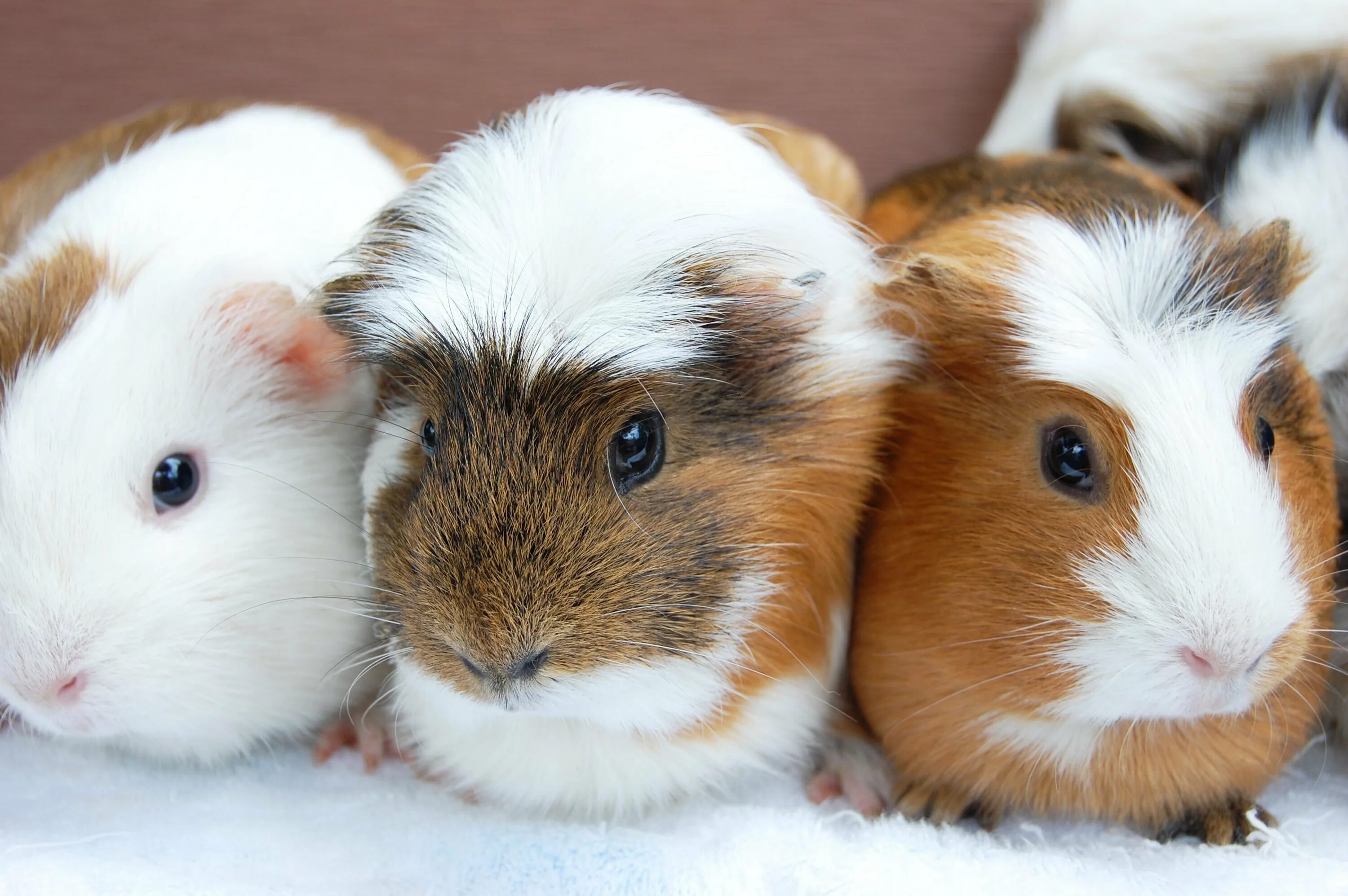 Морская свинка короткошерстная. Морская свинка мордочка. Включи морские свинки. Морская свинка плаксик. Хохлатая морская свинка.
