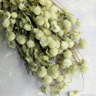 Садовые сухоцветы фото названия