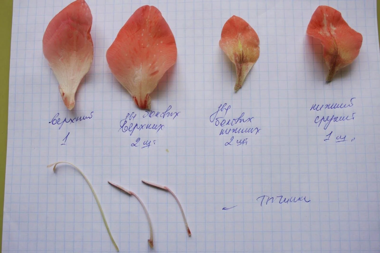 Тюльпан разбор 1. Ботанический разбор гладиолуса. Выкройка цветка гладиолуса. Лепесток ,гладиолуса форма. Выкройка лепестка гладиолуса.