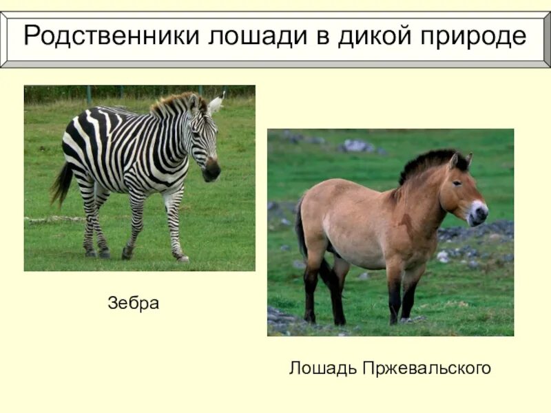 Ближайший родственник лошади. Дикая лошадь тарпан. Родственники лошадей. Родственники коня. Родичи осла.