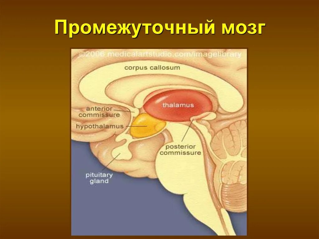 Промежуточный мозг анатомия человека. Строение отдела промежуточного мозга. Промежуточный мозг таламическая. Промежуточный мозг анатомия схема.