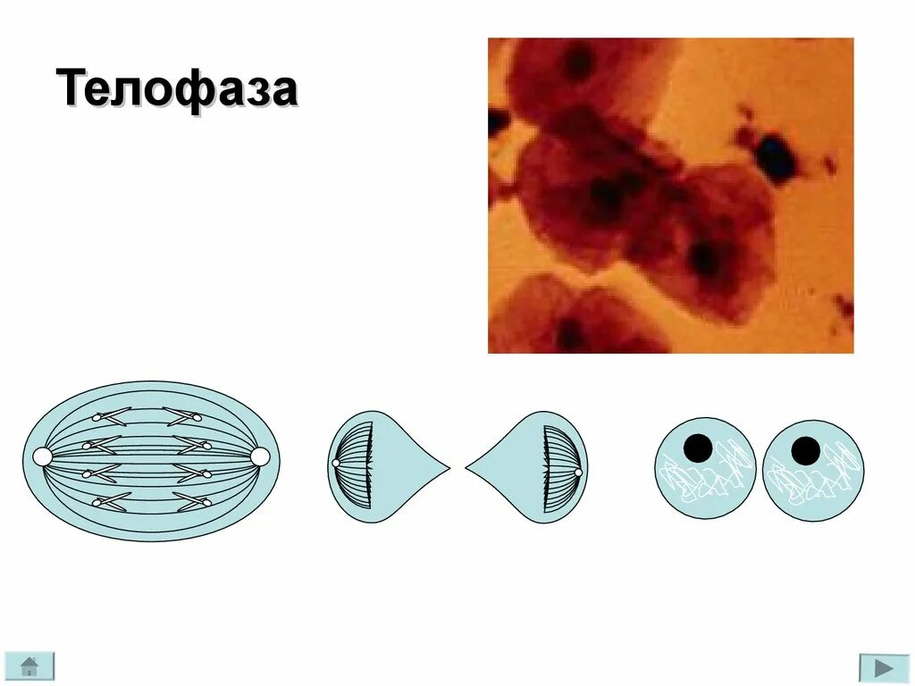 Митоз. Митоз слайд. Митоз рисунок без подписей. Телофаза митоза. Мейозом делятся споры