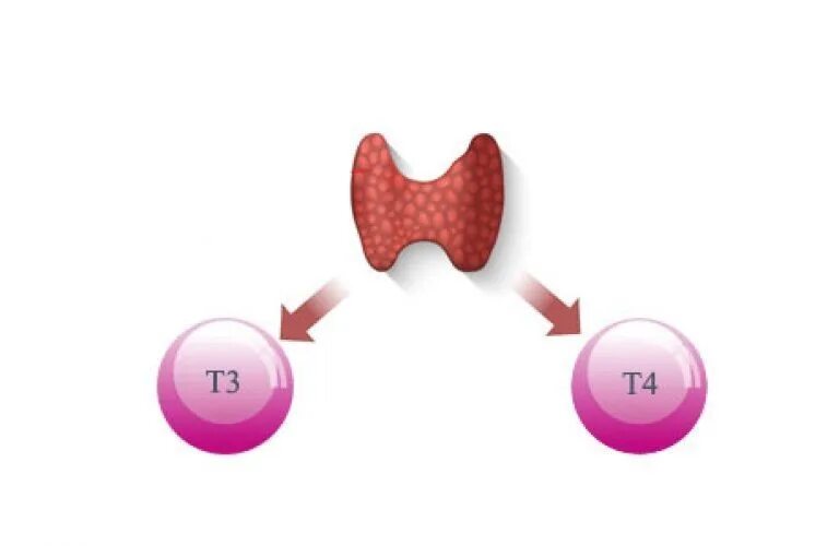 Т3 и т4 гормоны. Гормоны ТТГ т3. Т4 гормон. Схема образования молекулы йода.