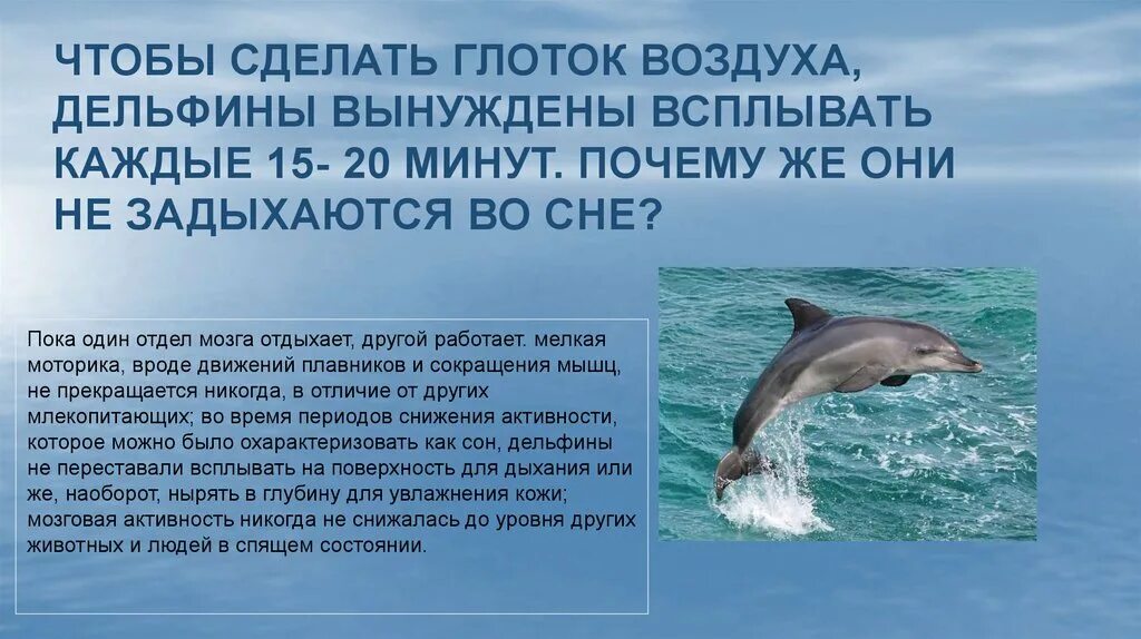 Знаешь дельфины умирают во сне песня. Дыхание дельфинов. дельфин-белобочка орган дыхания. как дышат дельфины. как дышит дельфин белобочка.
