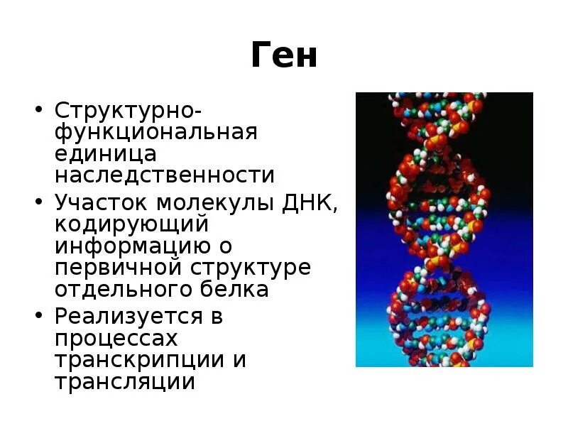 Геном называют. Строение ДНК гены. Ген для презентации. Строение ДНК генетика. Ген функциональная единица наследственности.