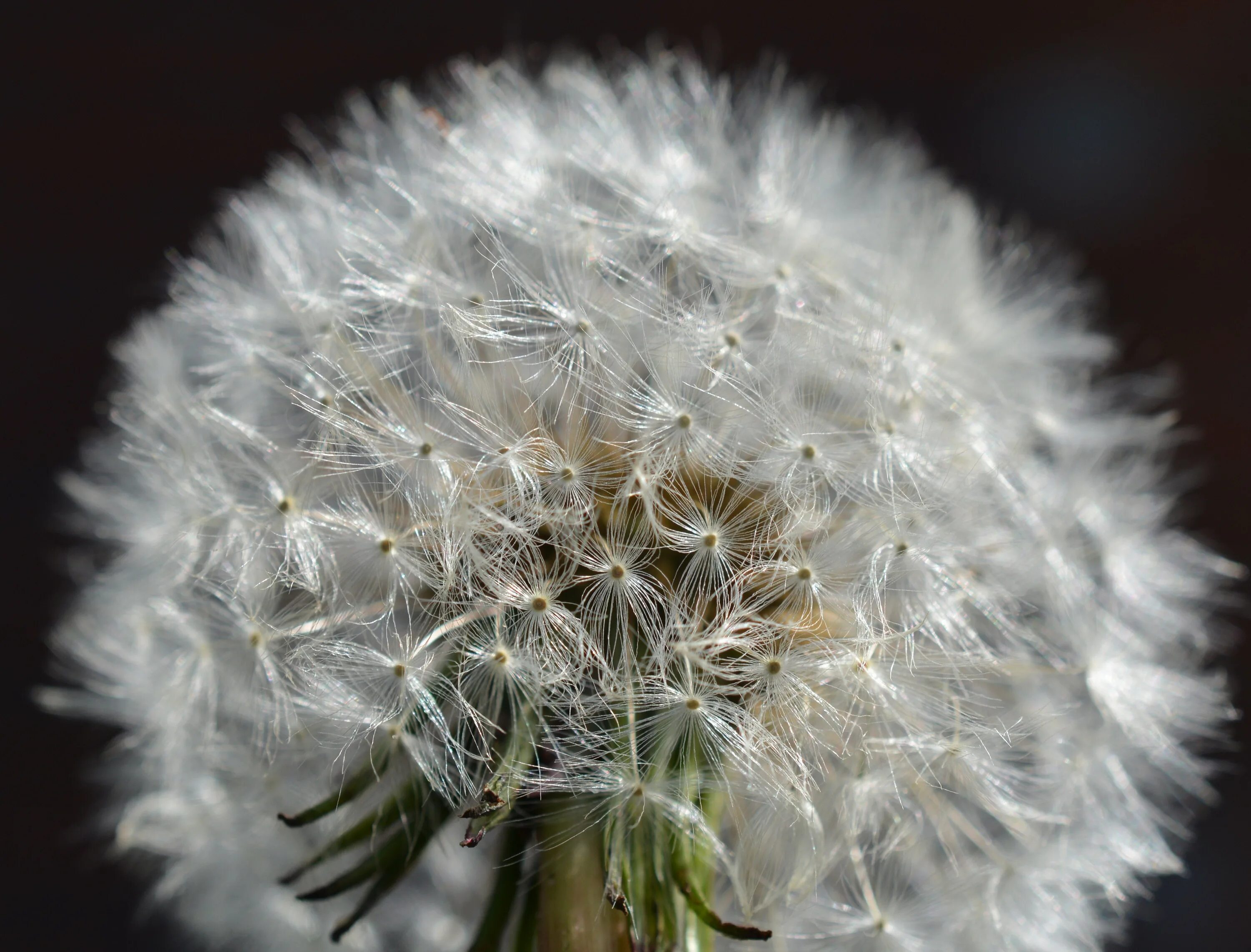 Одуванчик красносемянный. Одуванчик монштада. Одуванчик беловатый Taraxacum albescens. OLLGAGAIKA одуванчик. Заготавливаем одуванчики на зиму