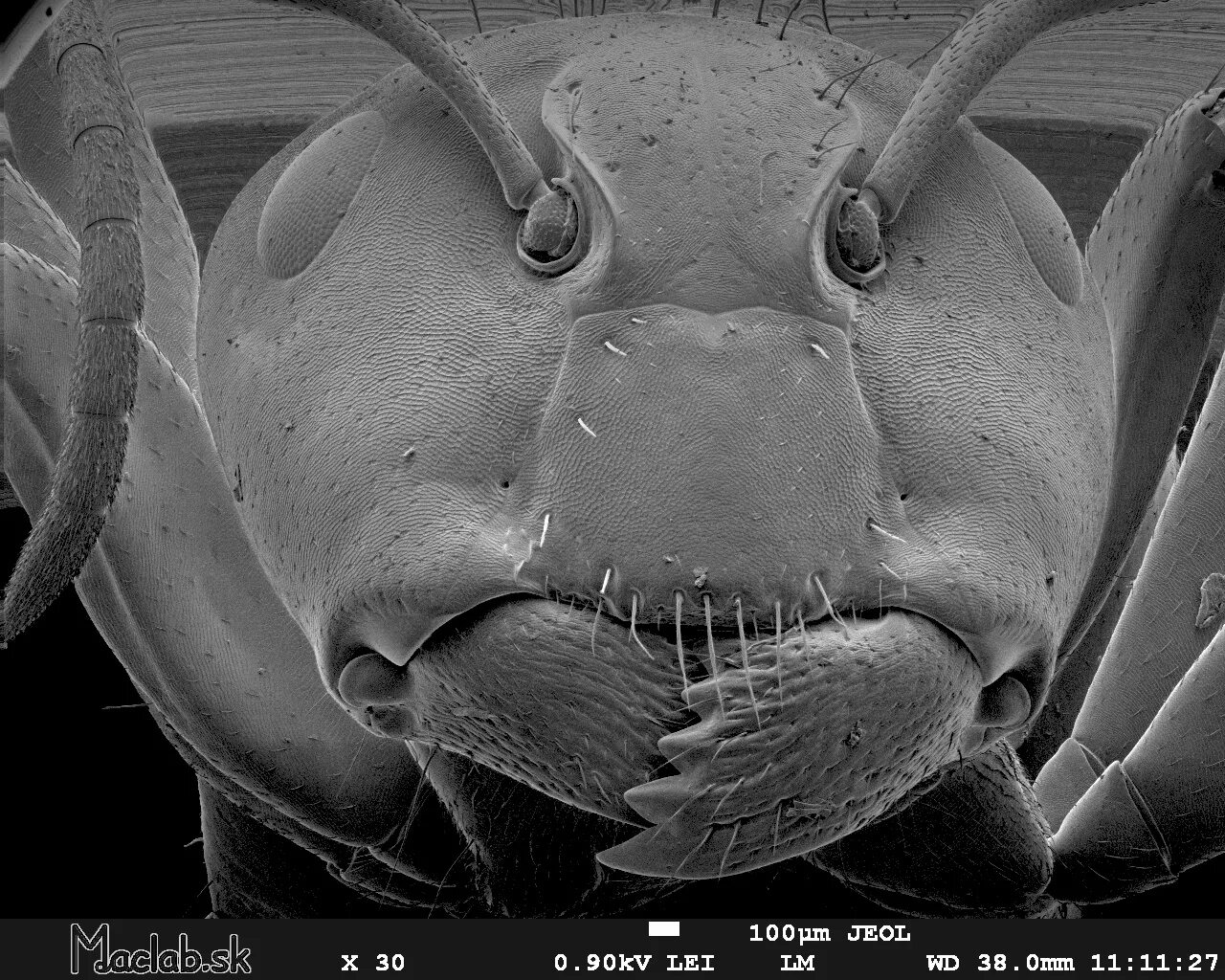 Мошка под микроскопом фото. Мошка гнус под микроскопом. Мошка под микроскопом челюсти. Астраханская мошка под микроскопом. Рот мошки под микроскопом челюсти.