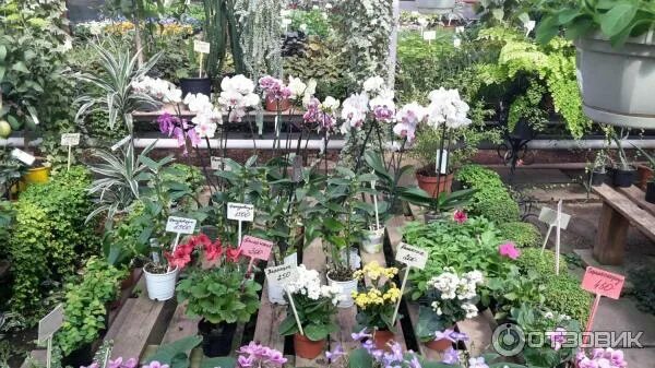 Красная нива садовый центр долгопрудный. Растения долгопрудного. Красная нива садовый центр долгопрудный. Ель коника рокарий. Садовый центр гарден-сити сургут.