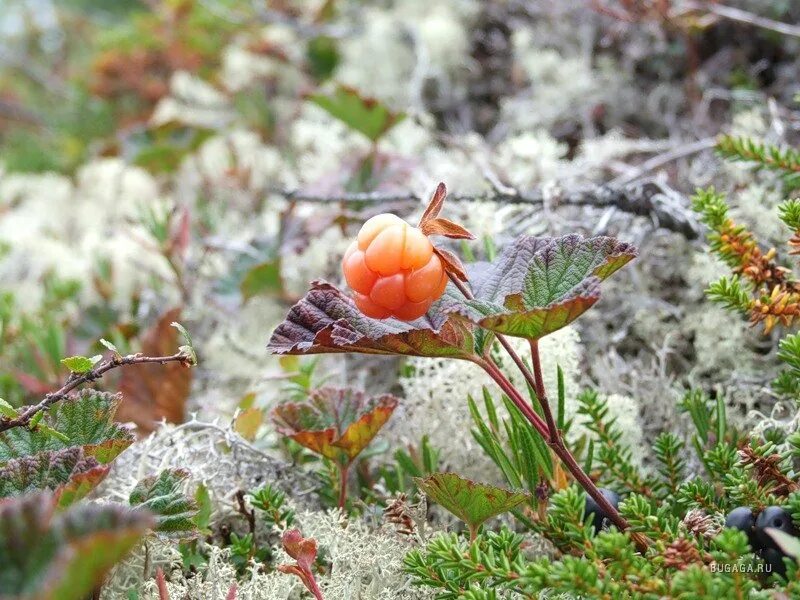 Plant north. Морошка ягода в тундре. Морошка Болотная. Морошка Арктическая. Растения тундры Морошка.