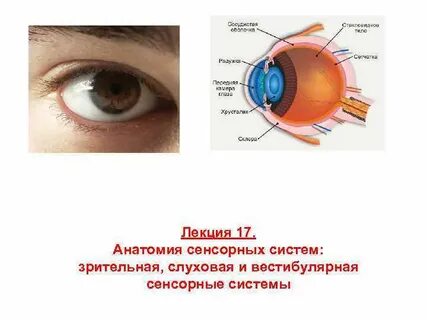 Зрительный или слуховой