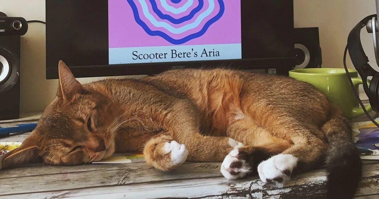 кот со смартфоном. кошечка с телефоном. кошечка с телефоном. включи телефон котом. включи телефон котом.