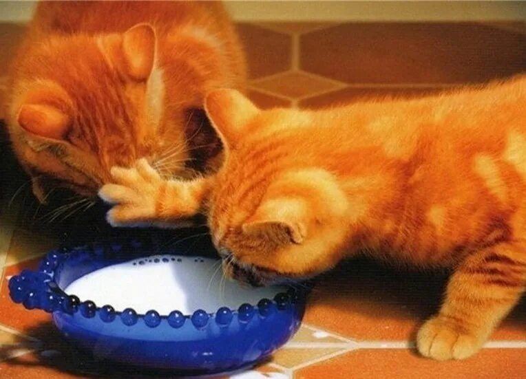 Не надо было это кушать. Кот хочет есть. Жадные коты. Миска для кота. Рыжий кот кушает.