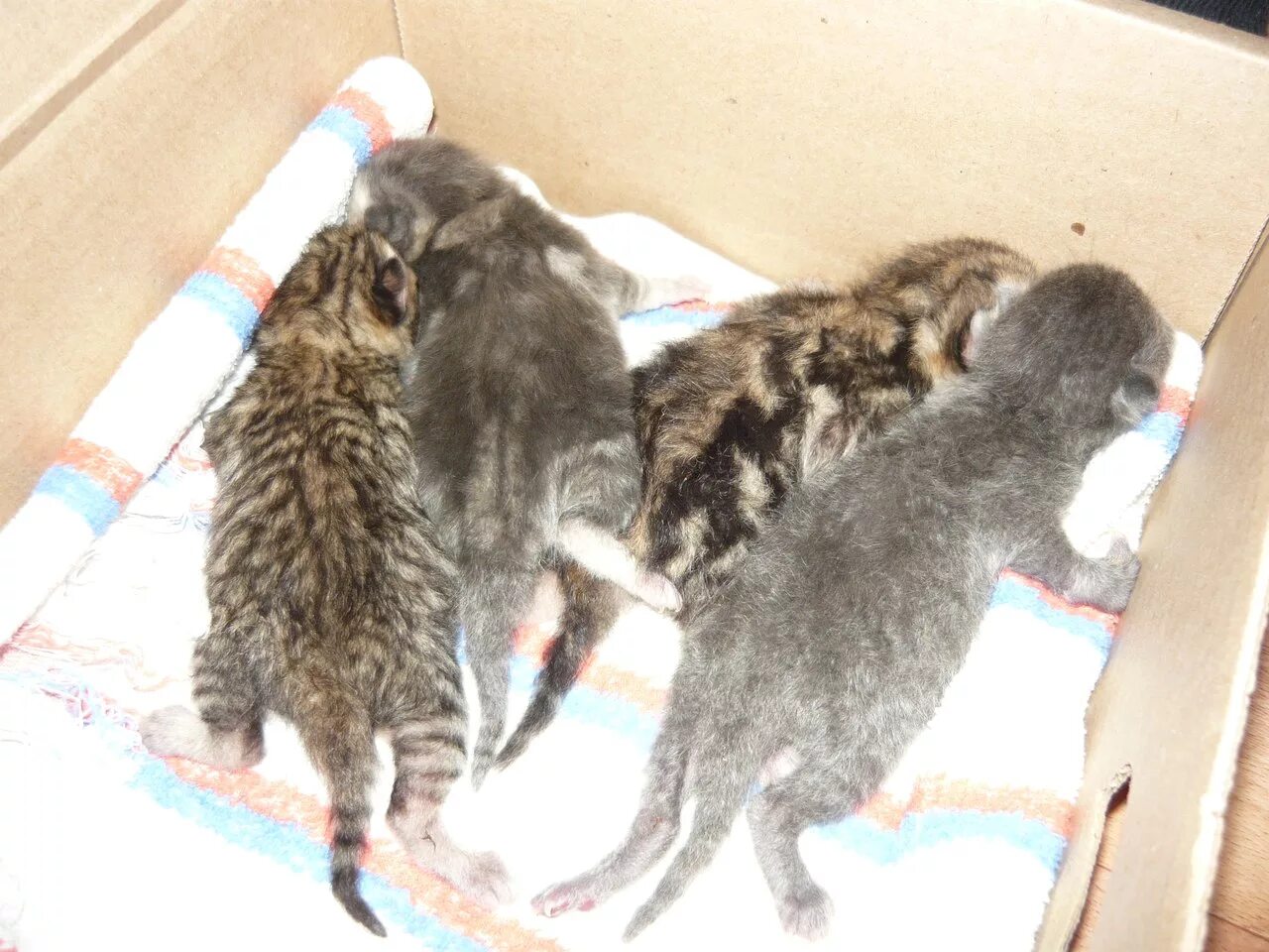 Маленькие котята только родившиеся. Новорожденные котята в коробке. Новорожденные котята с мамой. Котенок родился с двумя мордочками. Новорожденные котята в приюте.