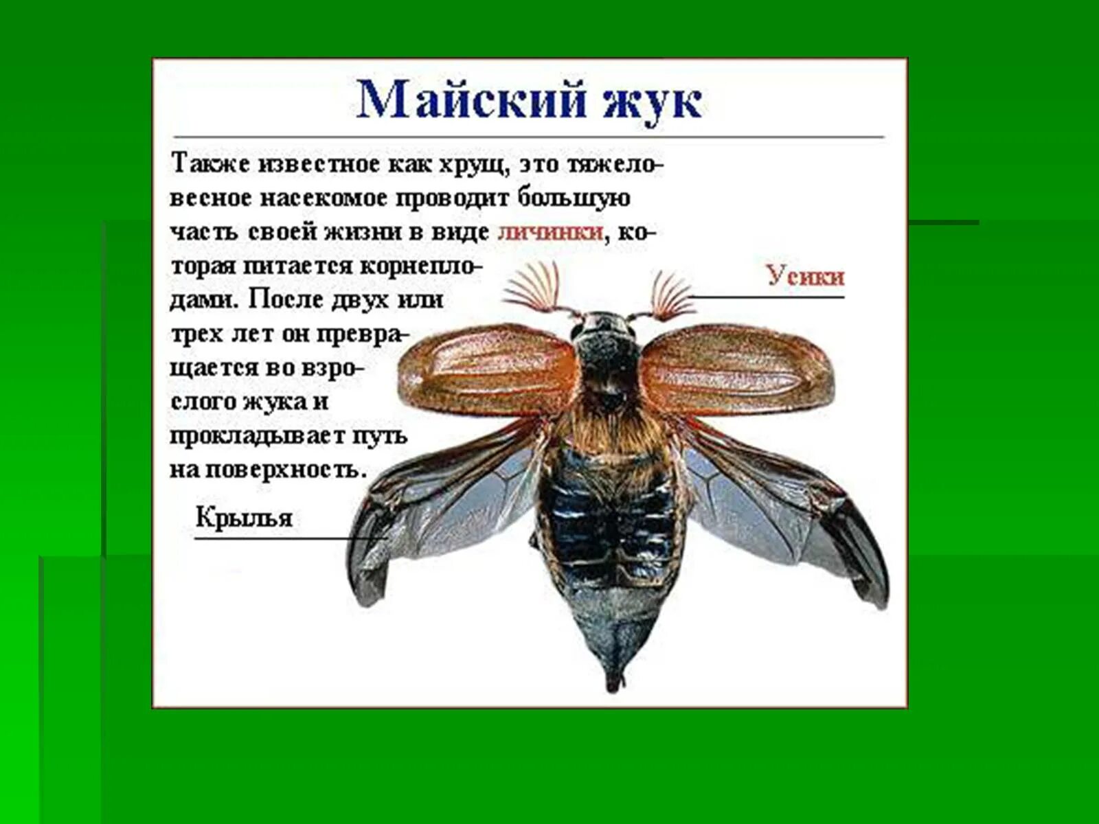 Текст май 1 класс. Доклад о насекомых. Доклад о насекомых 2 класс. Доклад про насекомых 3 класс. Сообщение о насекомых 2 класс окружающий мир.