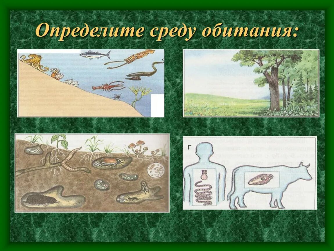 Ландшафт биология 5 класс. Среда обитания. Среды обитания живых организмов. Среды жизни организмов. Определенная среда обитания.