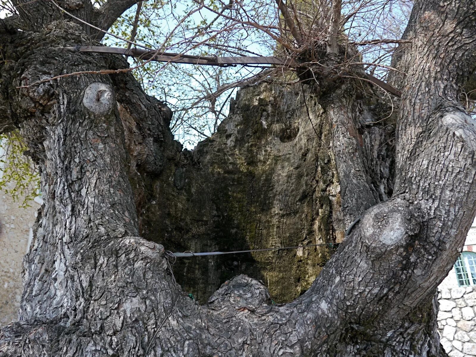 Придумать предложение со словом на ветку. Ясный месяц осветил густой лес падежи. Голубой зверек быстро побежал по ветке и легко прыгнул на соседнее. Пенёк с дыркой. У чернело ее глубокое вершины дупло.