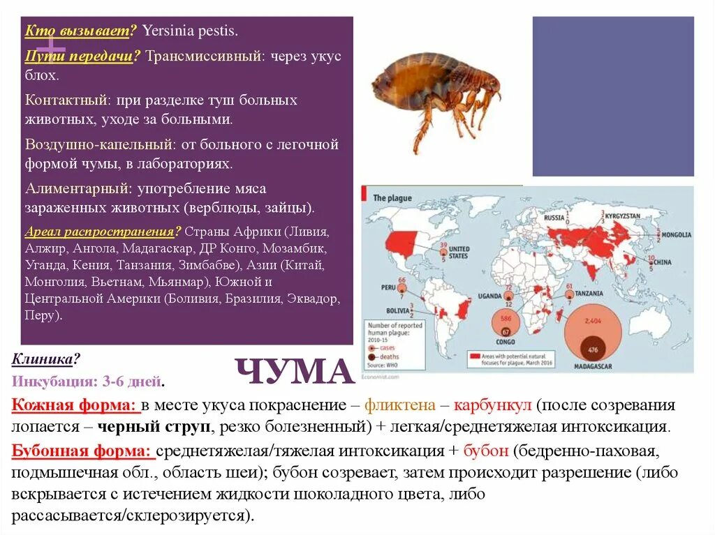 Чума заболевание вызываемые бактериями