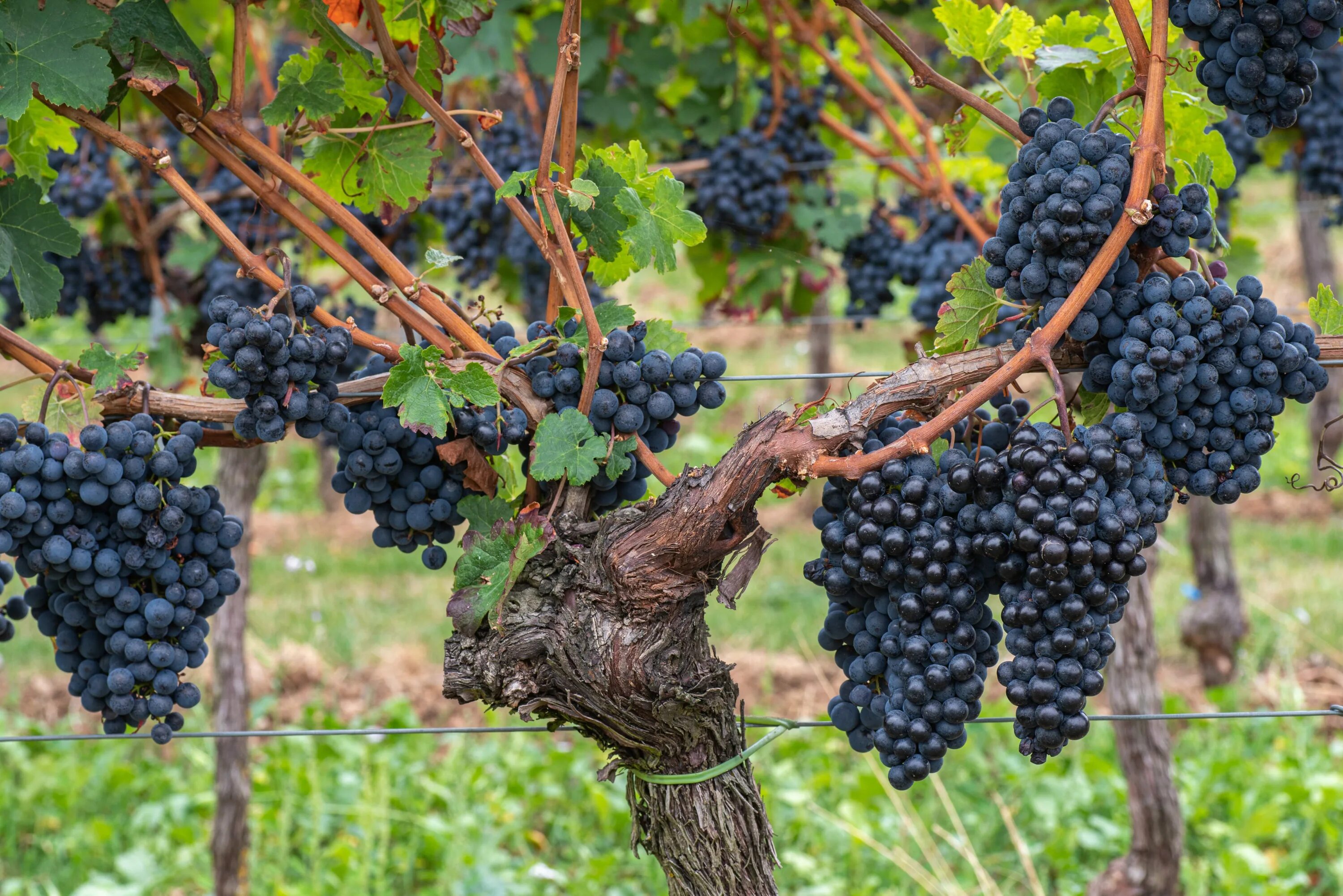 Grape vine