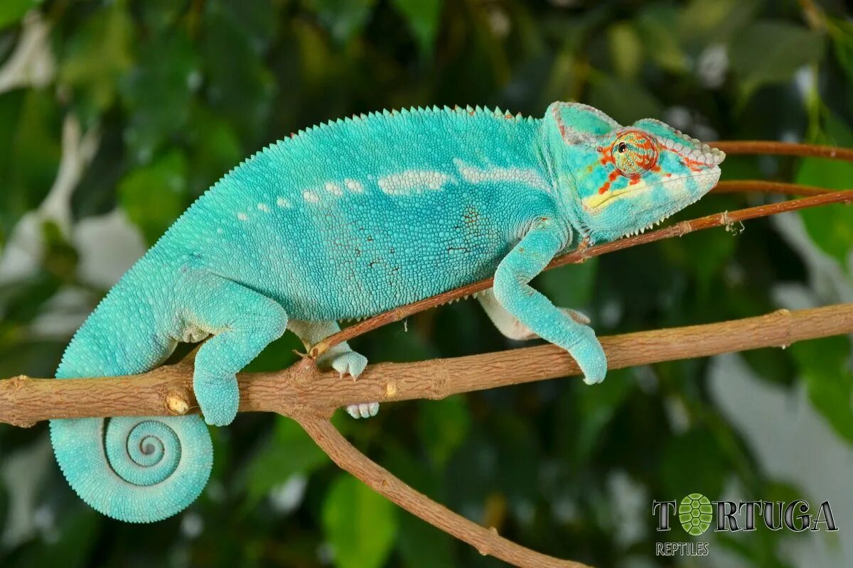 Хамелеон Амбилобе. Furcifer pardalis Ambilobe. Пантерный хамелеон. Хамелеон фурцифер. Приватка с хамелеон кейсами