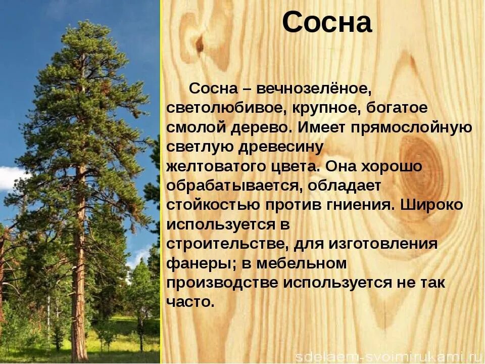 К хвойным породам относятся породы. Характеристика сосны. Характеристика лиственницы. Хвойные и лиственные породы деревьев. Лиственница порода дерева.