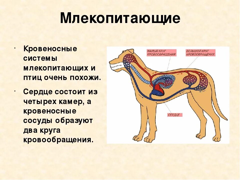 Конспект по биологии 8 класс млекопитающие или звери. Конспект по биологии 7 класс млекопитающие или звери. Общая характеристика класса млекопитающие 7 класс биология. Внешнее строение млекопитающих 7 класс биология. Характеристика млекопитающих 8 класс биология