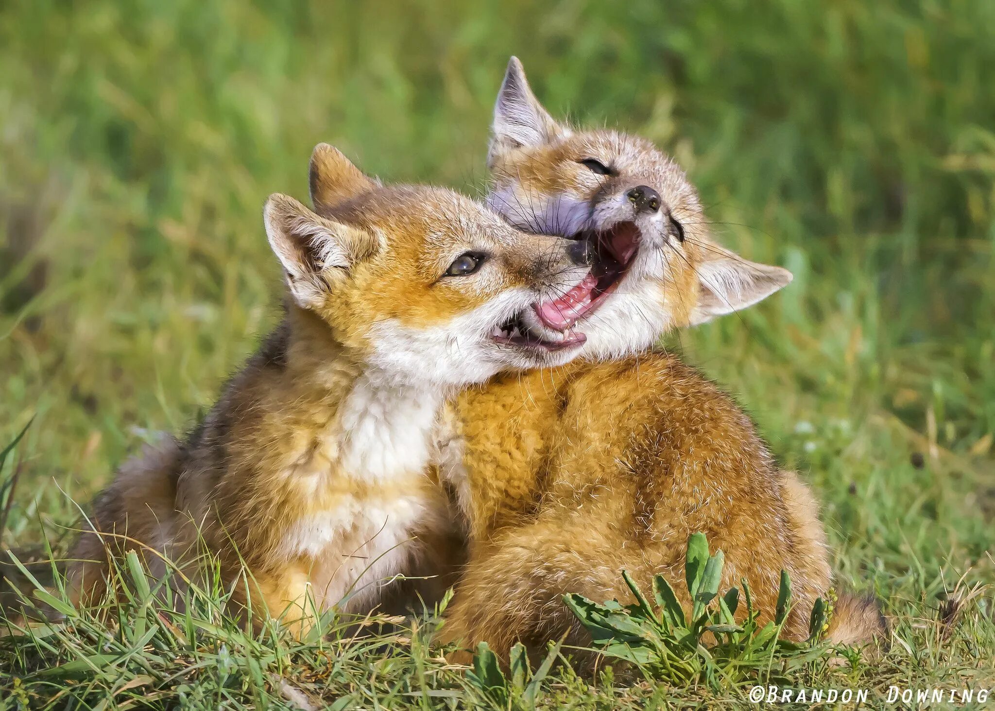 Kit fox. Fox and Jackal. Кит Фокс животное. Шакал и фенек.