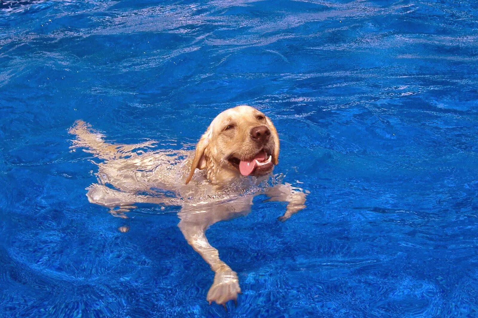 Animals swim