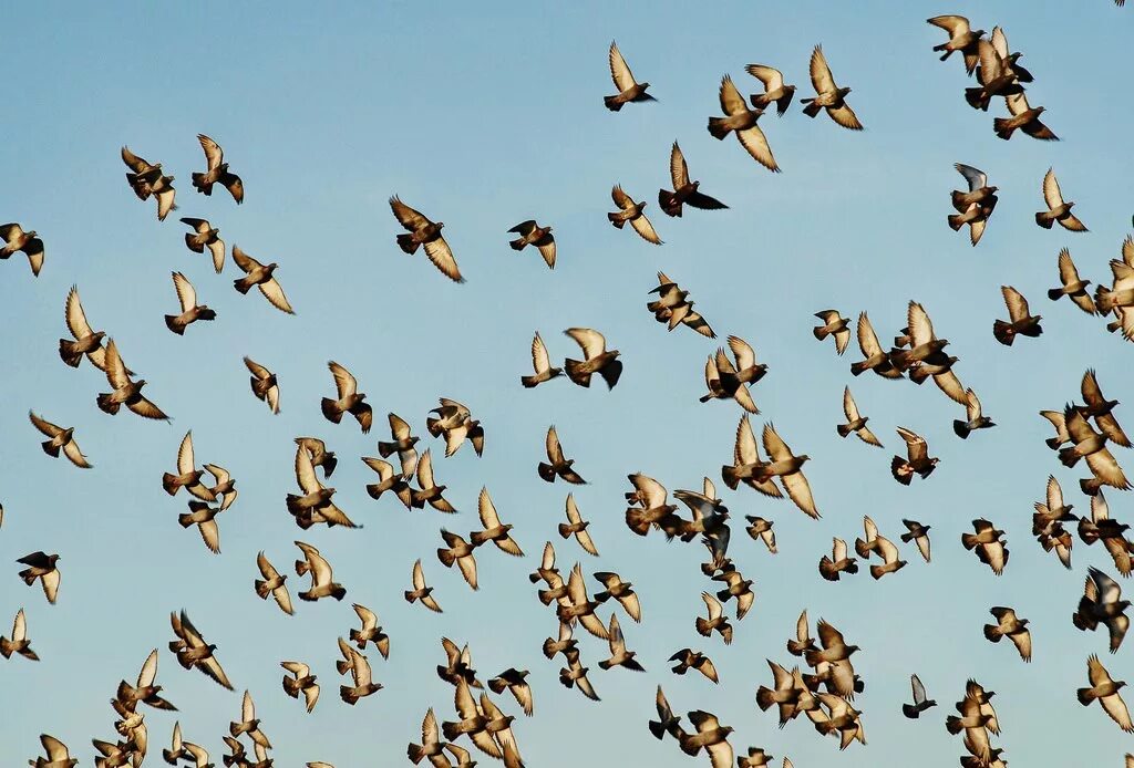 Flock of birds. Птица сверху. Стая птиц сверху. Текстура птицы сверху. Птицы России скопление.