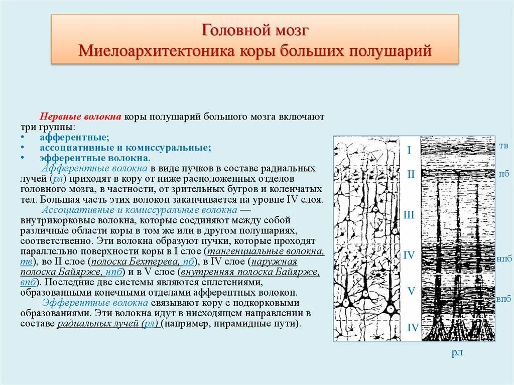 Схема цито и миелоархитектоника коры больших полушарий. Цито и миелоархитектоника коры больших полушарий. Цито – и миелоархитектоника больших полушарий.. 3. Миелоархитектоника коры полушарий большого мозга.