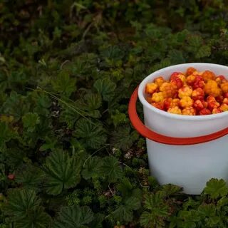 Сушеная морошка