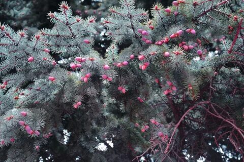 Куст ели