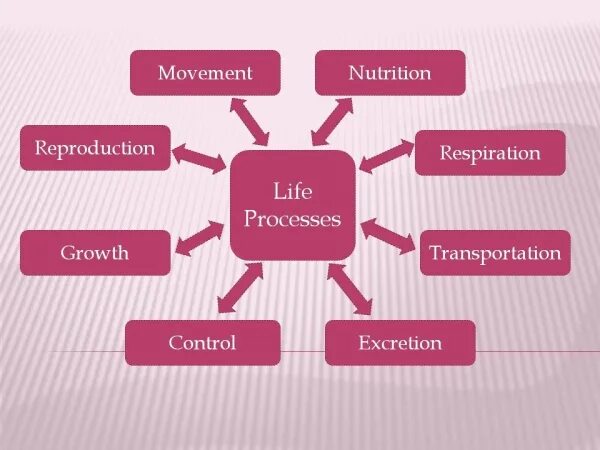 Processes of Life. Three Life process. Life processes Illustrator. All Life processes. Life processes