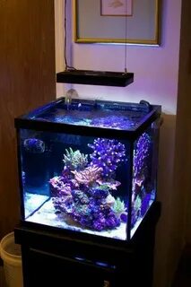 Работа морские аквариумы
