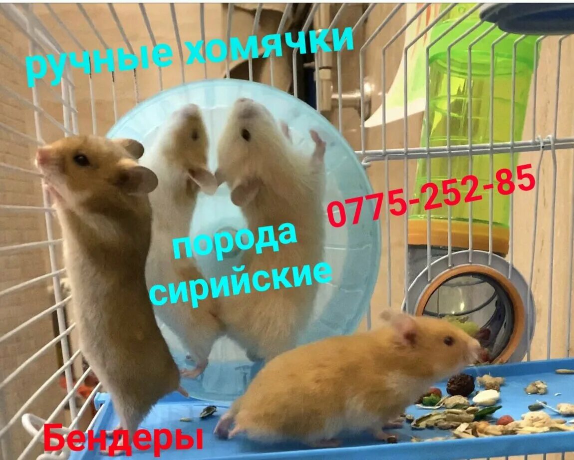 Сколько может прожить хомяк. Сколько заплатили за хомяка. Сколько весит сирийский хомяк. Клетка rosewood для мелких грызунов. Человек хомяк.