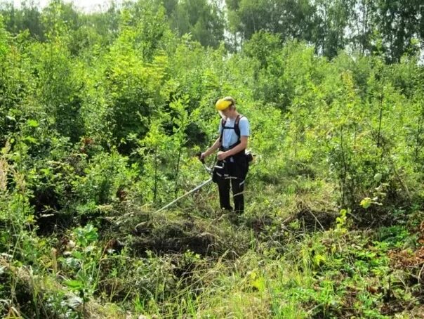 Рубки прочистки. Прочистка молодняка. Рубки ухода в молодняках осветление и прочистки. Прочистка молодняка. Рубки прочистки.