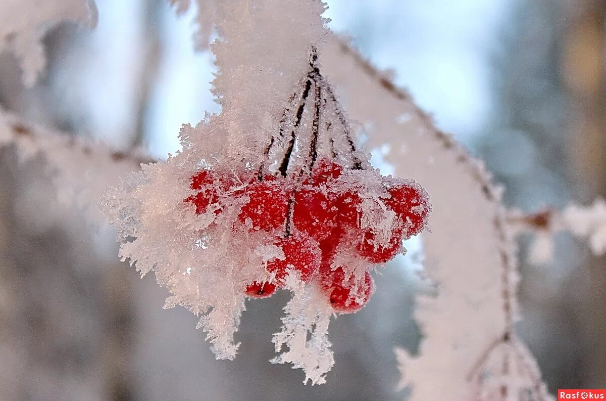 Потому что наступила зима. Хочу зиму. Пришла зима. Зиму перезимовали и весну перезимуем. Ты укрой меня снегом зима.