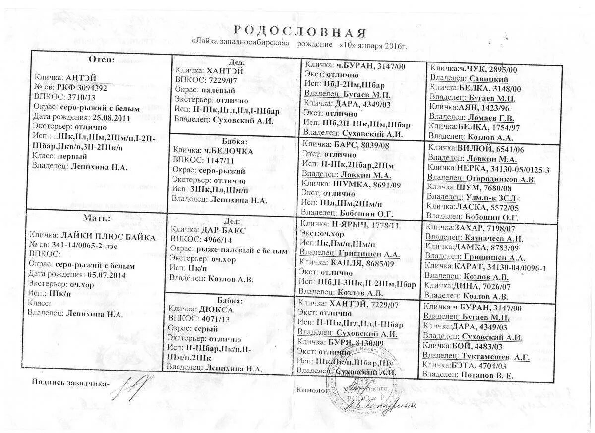 Клички охотничьих собак кобелей лаек западно сибирских. Клички собак западно сибирская лайка. Клички собак западно сибирская лайка. Клички собак западно сибирская лайка. Клички западно сибирских лаек кобелей.
