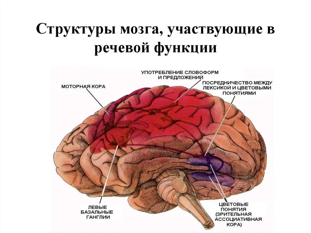 Развитие зон мозга. Структура мозга. Головной мозг речь. Мозговые центры речи. Речевые структуры мозга.