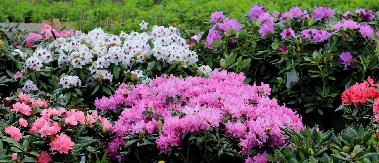 Рододендрон садовый в подмосковье. Рододендроны растут в подмосковье. Место посадки рододендрона в саду. Рододендроны в ленобласти. Рододендрон садовый.