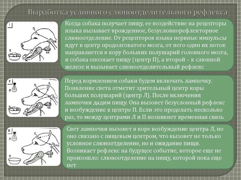 С чем связаны рефлексы у птиц. Формирование условного рефлекса выработка условного. Выработка условного рефлекса по Павлову схема. Выработка условного рефлекса у собаки Павлова. Собака Павлова условный рефлекс.