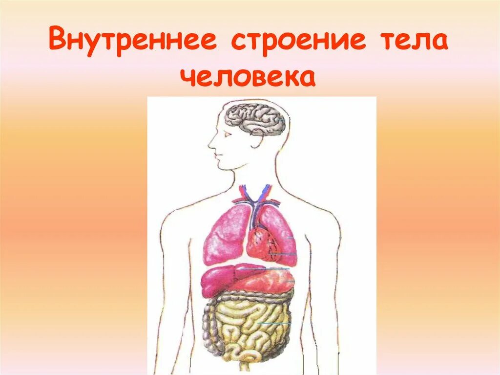 Строение тела человека. Внутреннее строение тела человека. Модель внутреннего строения человека. Строение туловища человека. Строение человека модель 2 класс