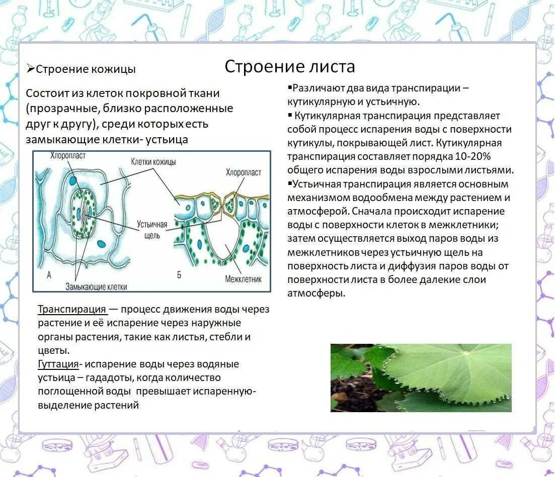 Устьица транспирация. Функции листа транспирация. Строение листа транспирация устьице. Структура растений транспирация у растений. Структура растения транспирация.