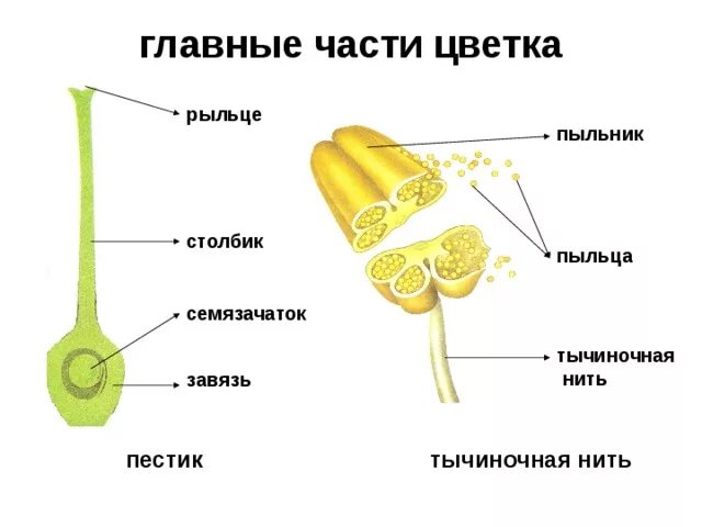 Строение пыльника и пыльцы. Строение цветка пыльник. Строение пестика и тычинки. Строение тычинки без подписей. Строение тычинки и пыльцы